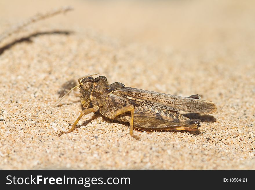 Grasshopper (Orthoptera) resting on a gravel beach