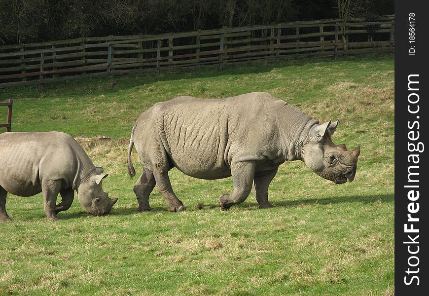 An adult and young rhinoceros in a field. An adult and young rhinoceros in a field.