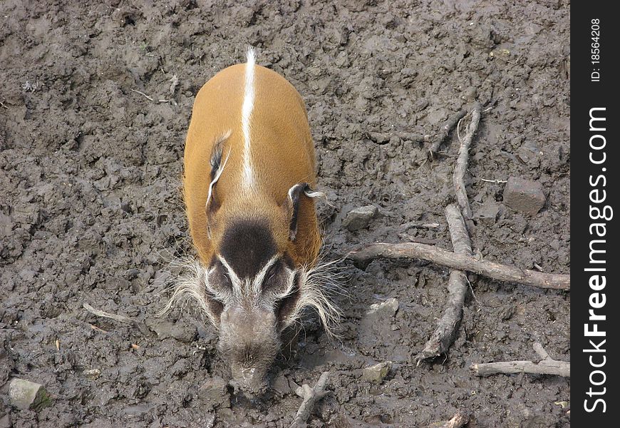 Red River Hog in mud