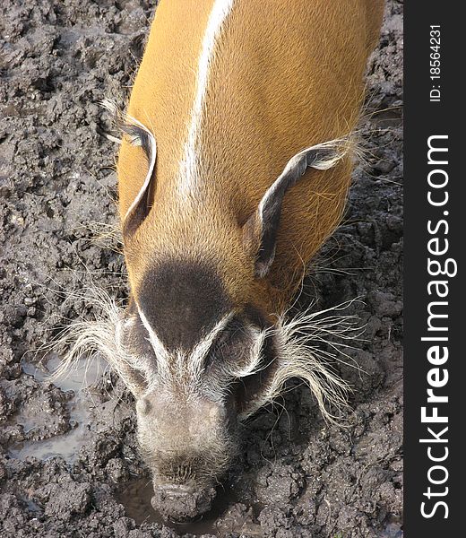 A close up shot of a Red River Hog in some mud. A close up shot of a Red River Hog in some mud