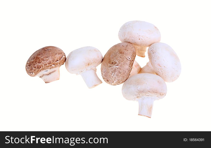 Biological mushrooms product on plain on white background