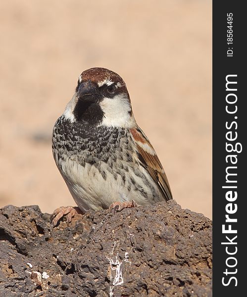 Sparrow perched from Fuerteventura canary islands spain