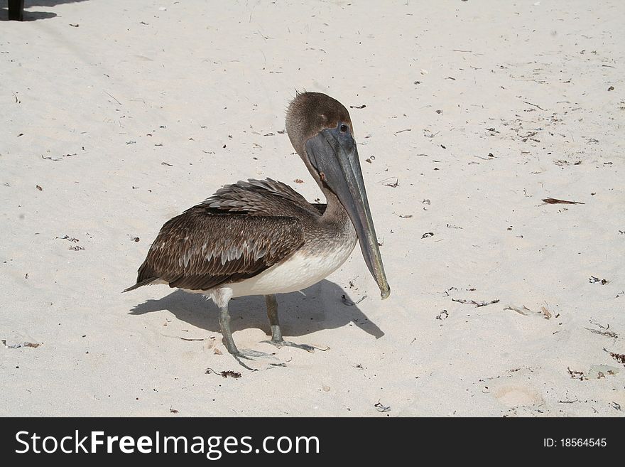 Pelican In Tulum Beach - Mexico
