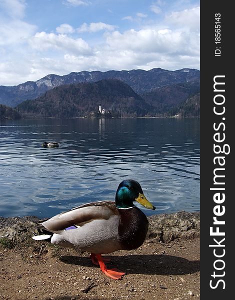 Mallard duck male at Bled lake