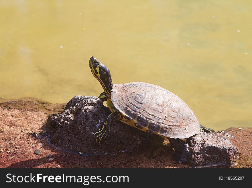 Terrapin Aquatic reptile resting on a rock