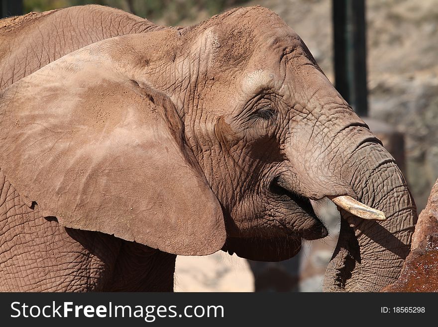 Elephant close up of this big beautiful animal