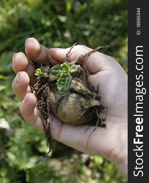 Growing green plant seedling in a hand. Growing green plant seedling in a hand.