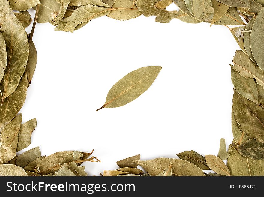 Many isolated laurel leaves with one leave in the center. Many isolated laurel leaves with one leave in the center