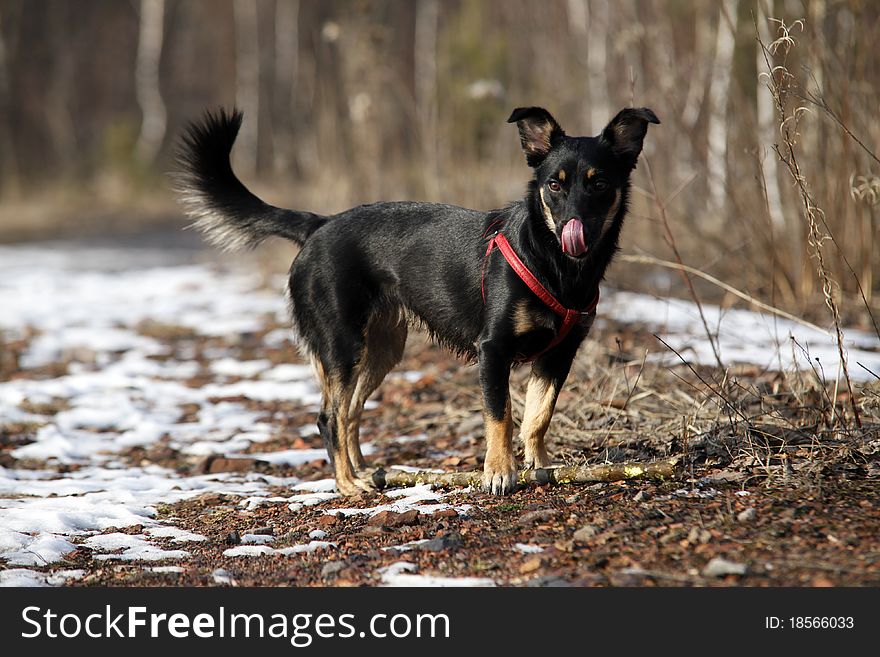 Cute black doggy licking its snout - outdoor scene