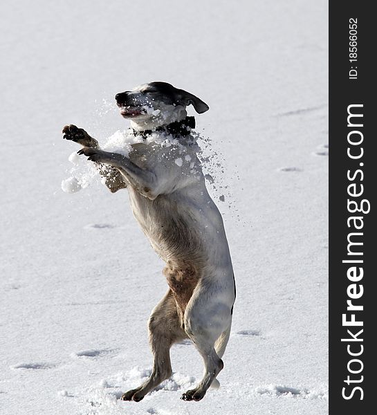 Cute white doggy jumping and catching a snowball - outdoor winter scene