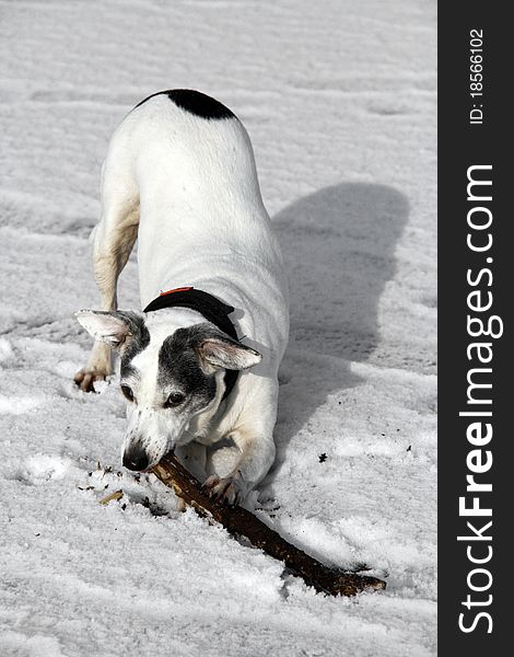 Cute white doggy playing with a stick - outdoor winter scene