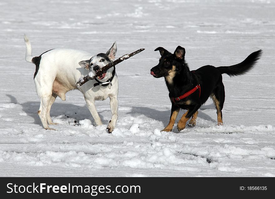 Two cute doggies playing with a stick - outdoor winter scene. Two cute doggies playing with a stick - outdoor winter scene