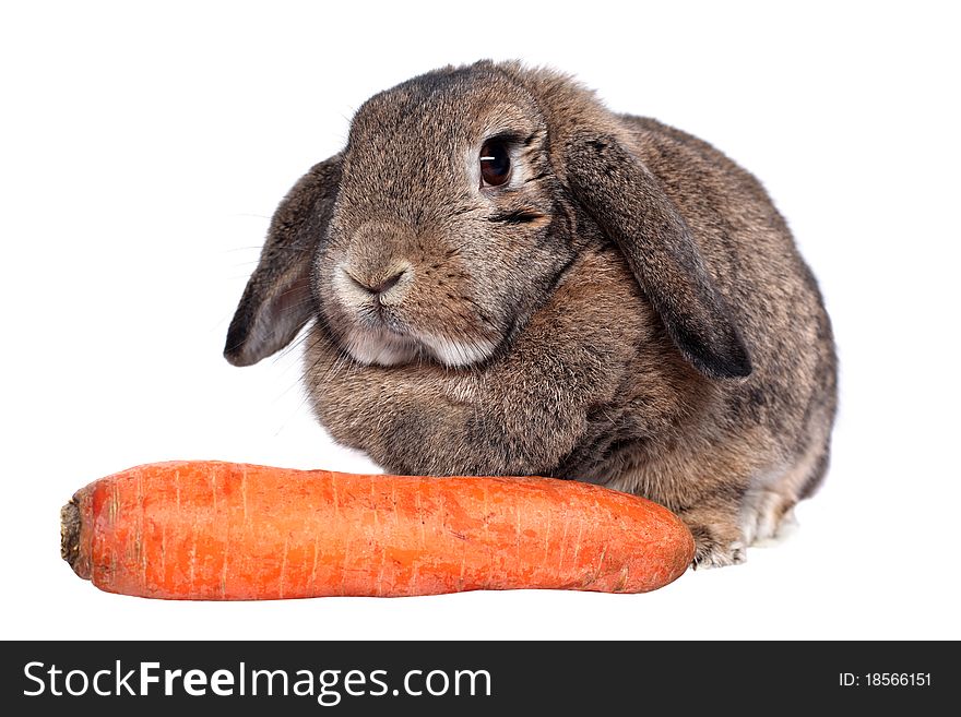 Adorable rabbit with carrot isolated on a white