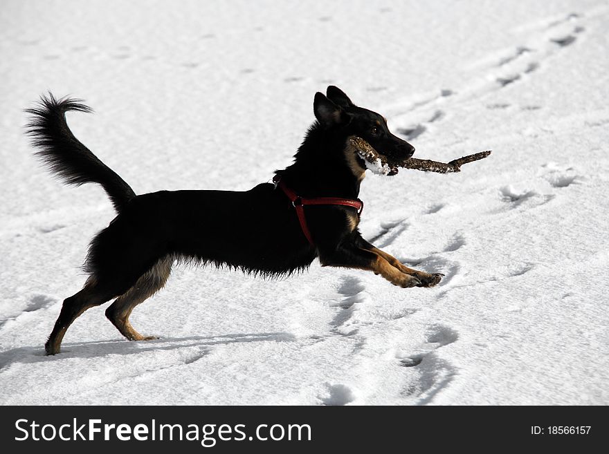 Cute black doggy running and playing with a stick - outdoor winter scene