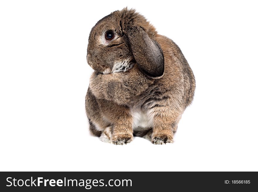 Adorable rabbit isolated in white