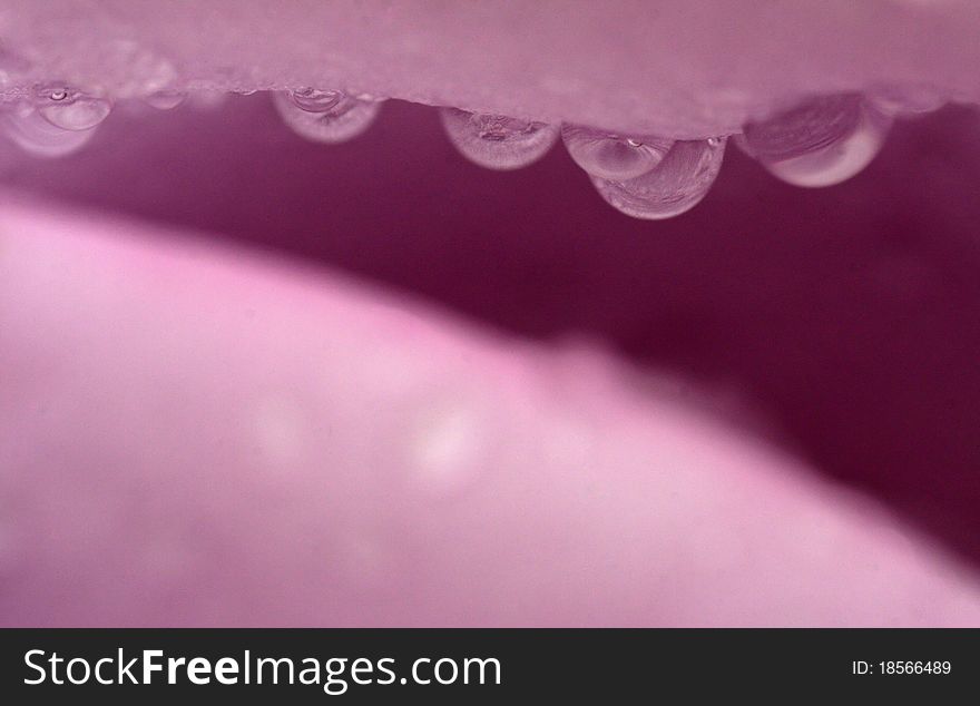 Closeup of pink flower with water drops