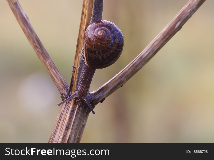 Snail Garden snail crawling on a stem