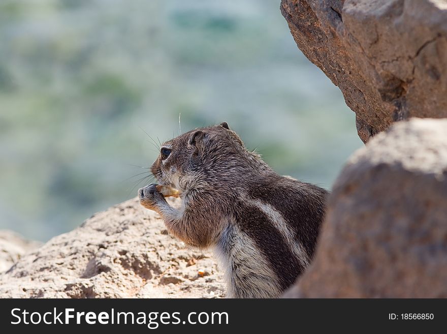 Ground Squirrel from Africa now breeding in Fuerteventura