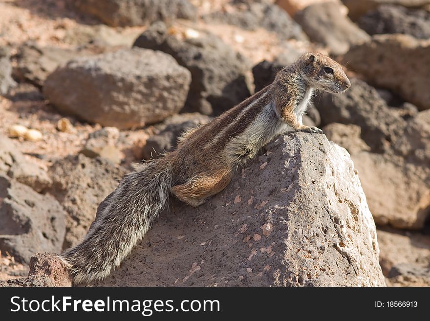 Ground Squirrel from Africa now breeding in Fuerteventura