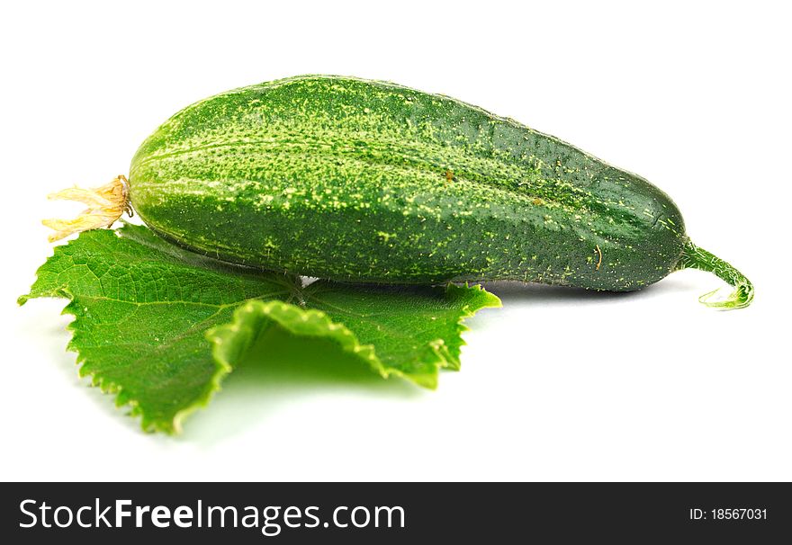Ripe cucumber on a green leaf. Very appetizing picture.
