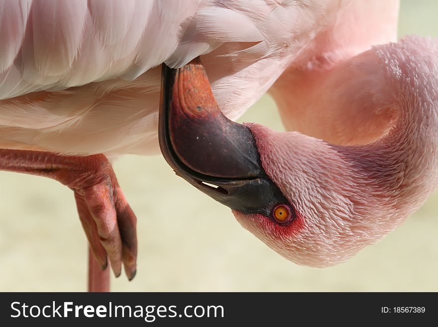 Flamingo Beautiful pink bird from florida closeup