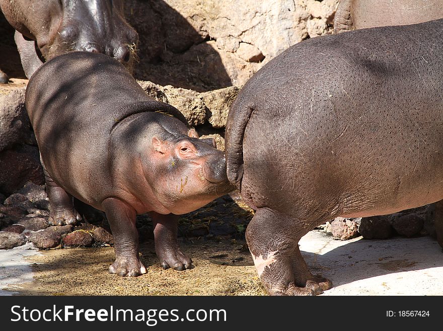 Hippopotamus from africa in the wild terrain