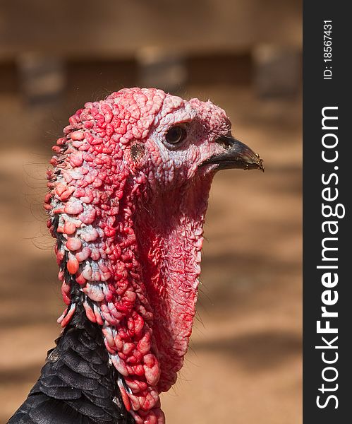 Turkey (Meleagris gallopavo) head close up macro