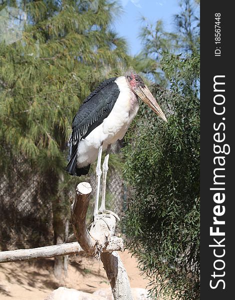 Marabou (Leptoptilos crumeniferus) perching on a tree branch