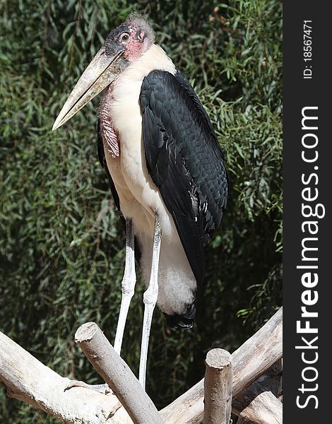 Marabou (Leptoptilos crumeniferus) perching on a tree branch