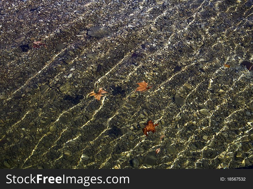 Leaves with ripples floating in clear water