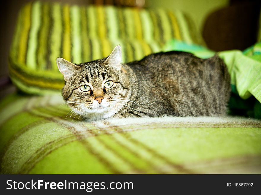 Portrait of ugly cat sitting on sofa