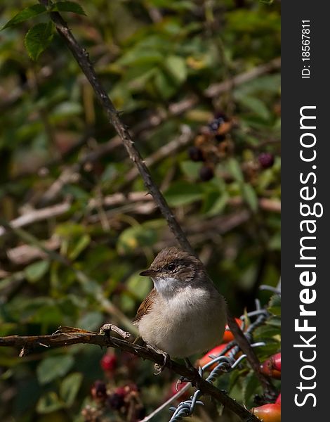 Whitethroat (Sylvia communis) perched in a hedge