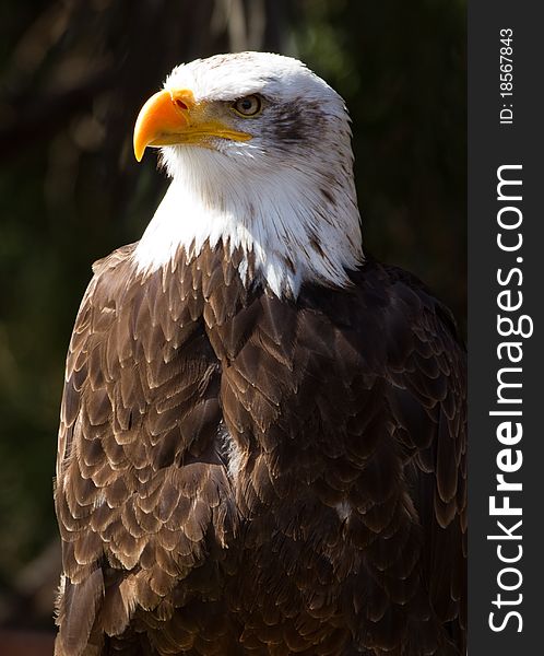 Bald Eagle Bird of prey close up