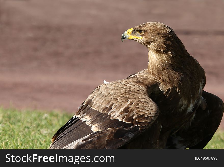 Bird of prey large brown eagle closeup