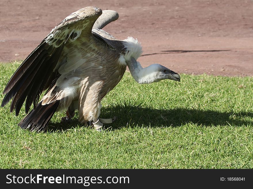 Griffon vulture Large bird of prey closeup