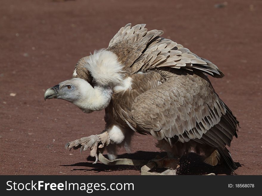 Griffon vulture Large bird of prey closeup