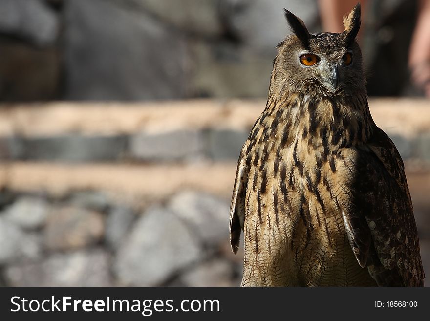 Long-eared owl large bird of prey closeup