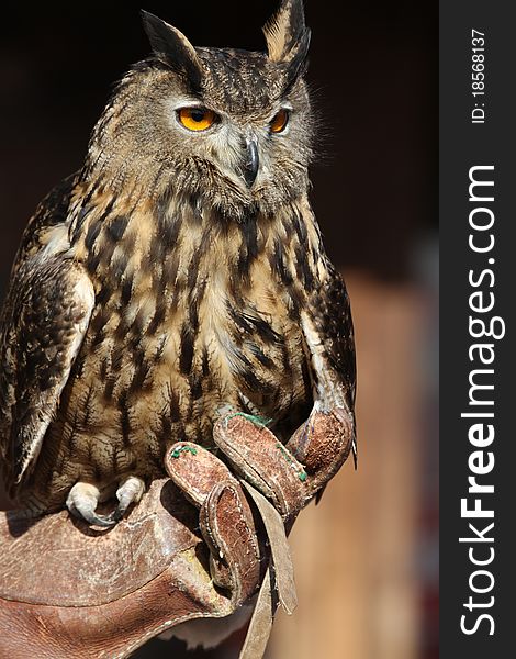 Long-eared owl large bird of prey closeup