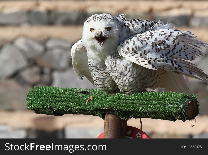 Snowy Owl large bird of prey closeup