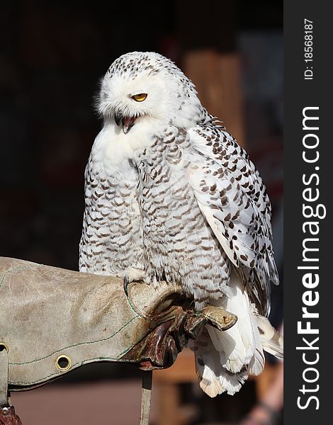 Snowy Owl large bird of prey closeup