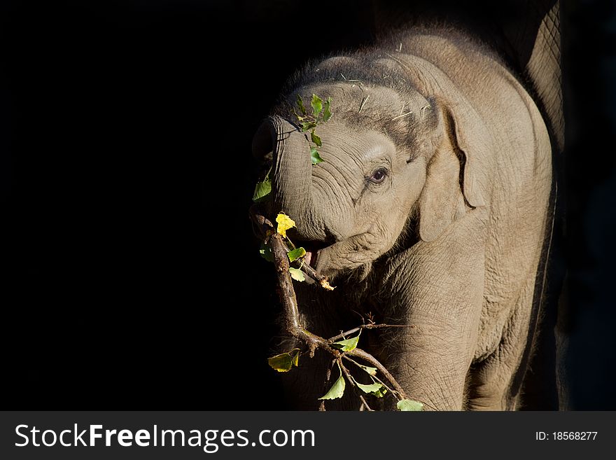 Baby Elephant eating, low key with a black background