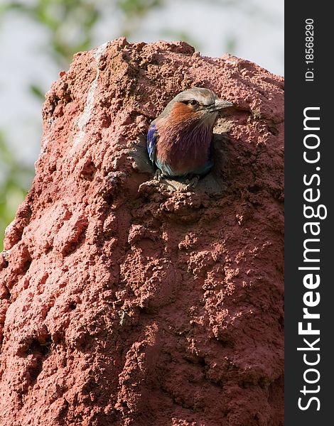 Lilac Breasted Roller ( Coracias Caudatus ) A Beautiful Bird From Africa