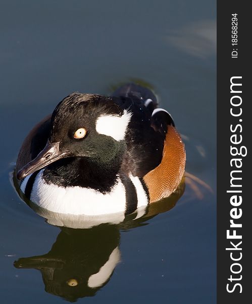 Hooded Merganser (Lophodytes cucullatus) on water with Reflection