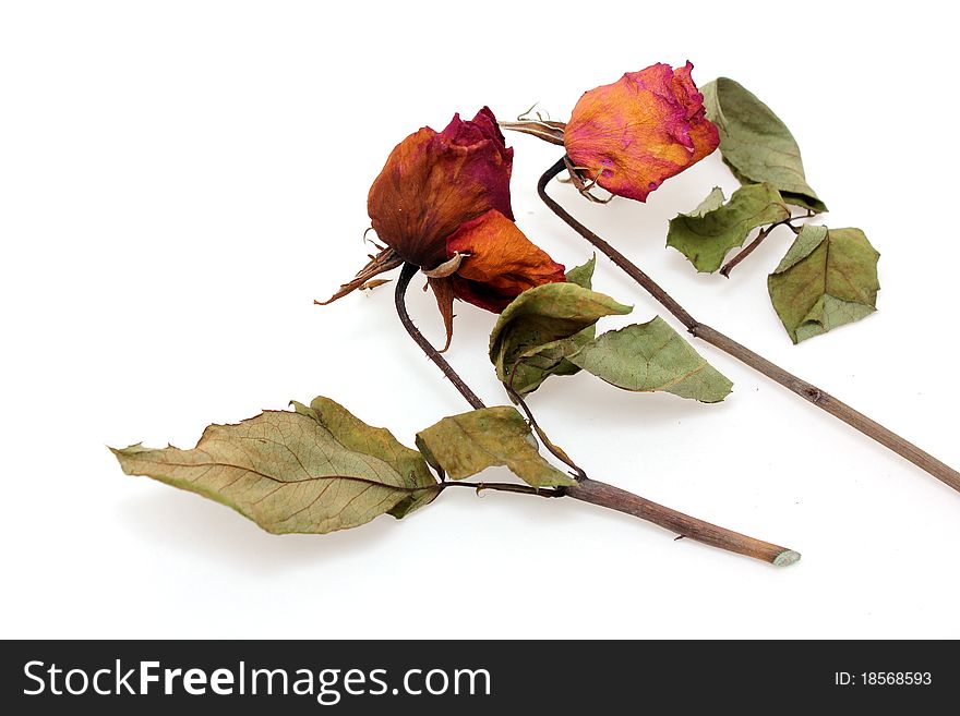 Dried Pink Roses