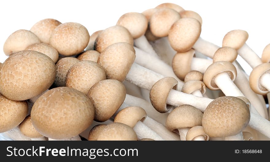 Group of mushroom preparing for cooking