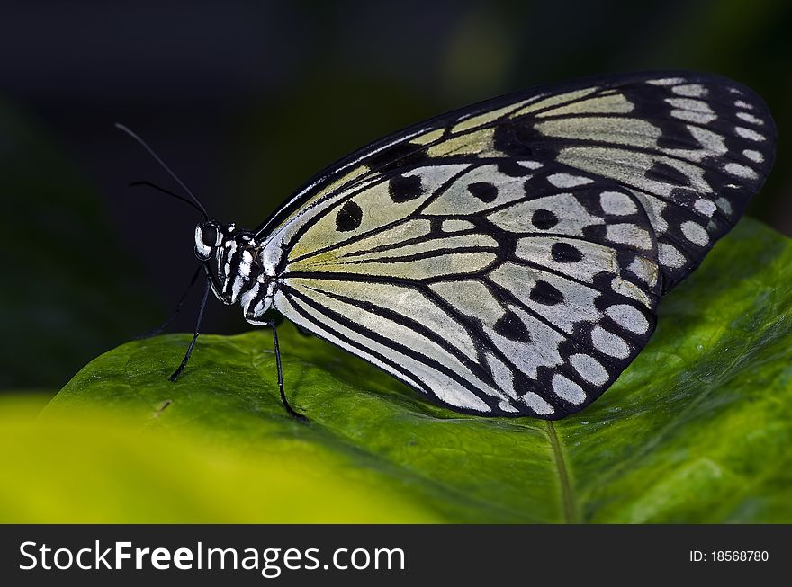 A Rice Paper Butterfly of the Nymphalidae family, found in South East Asia.