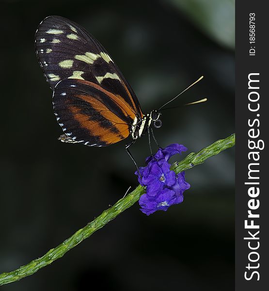 Photo of a Tiger Longwing Butterfly of the Nymphalidae family, native throughout Mexico to the Peruvian Amazon.