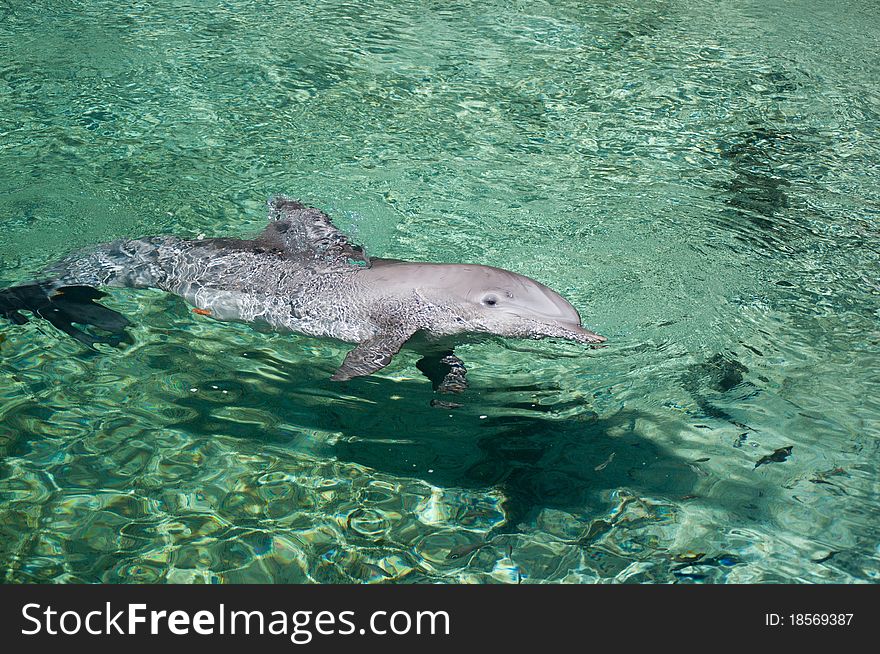 Dolphin swimming in clear shallow tropical waters. Dolphin swimming in clear shallow tropical waters.
