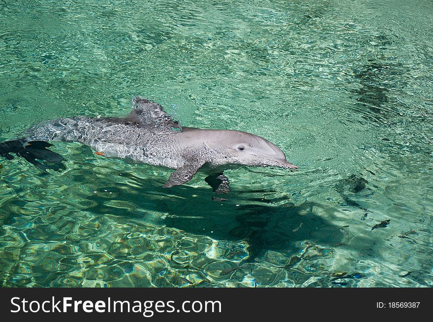 Swimming Dolphin