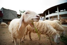 Sheep Stock Image Sheep Stock Image